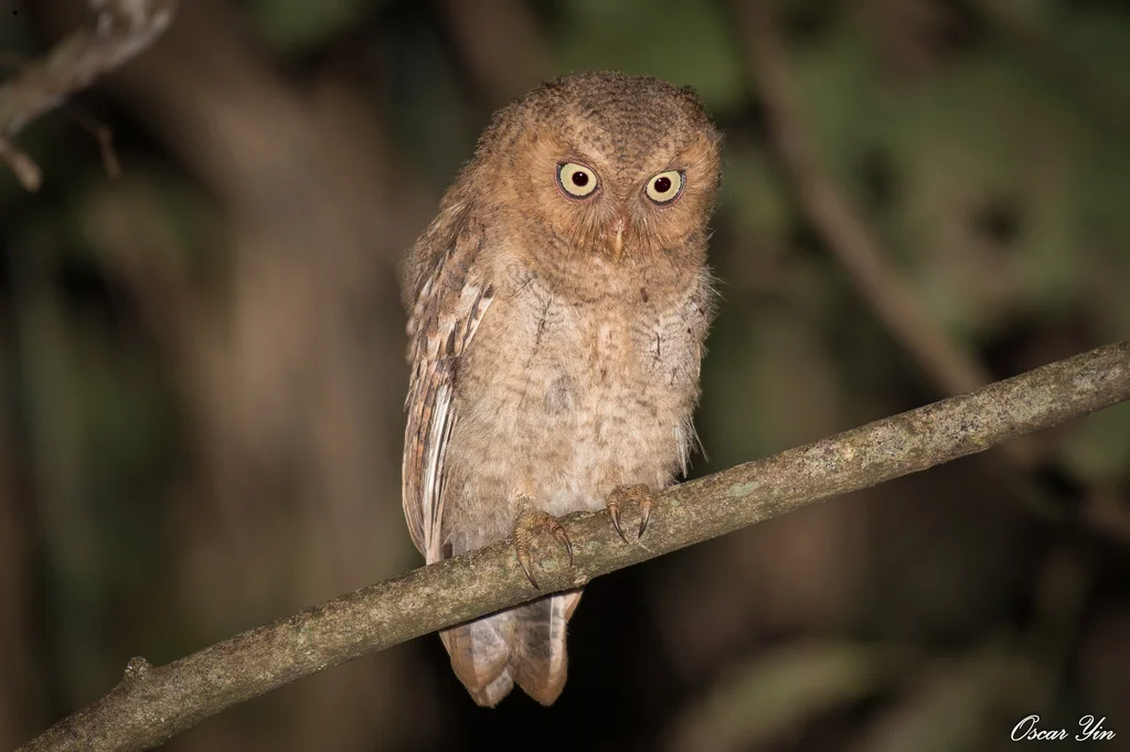黄嘴角鸮(Otus spilocephalus)