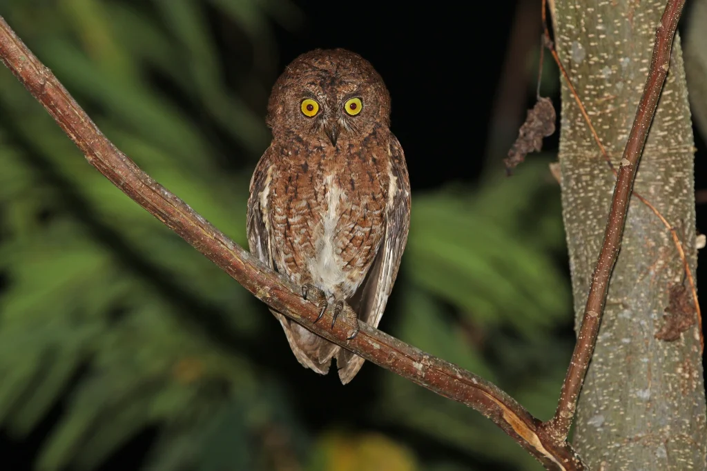 苏拉角鸮(Otus sulaensis)