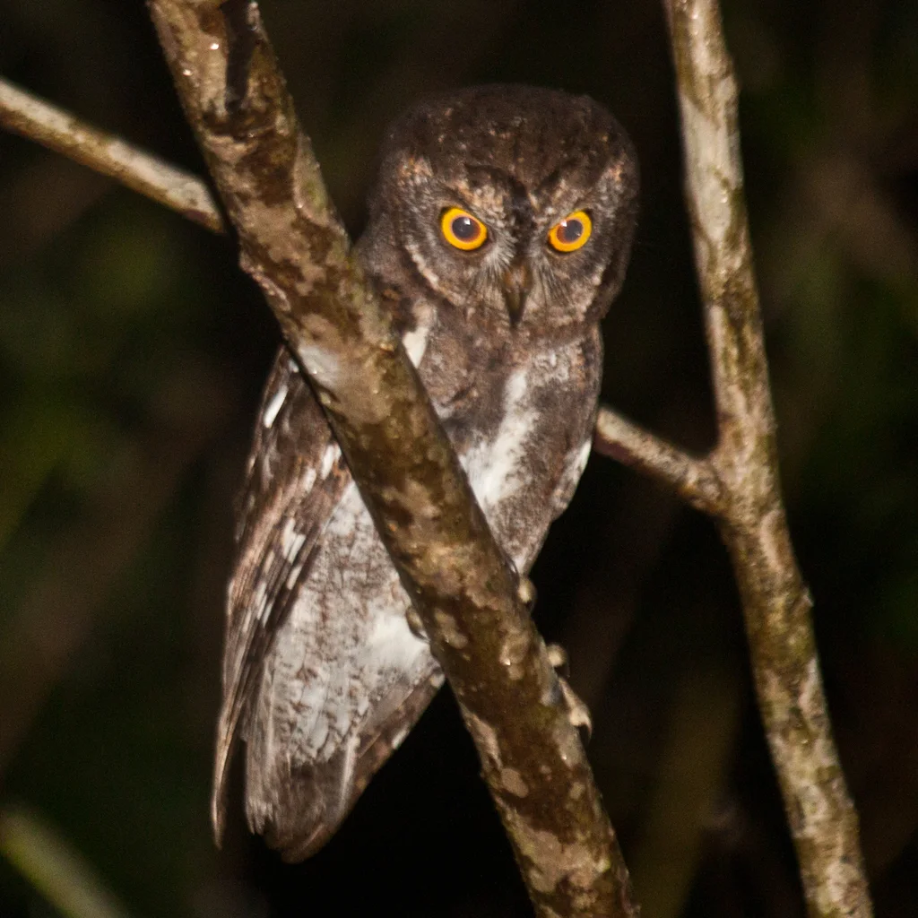 红角鸮(Otus sunia)