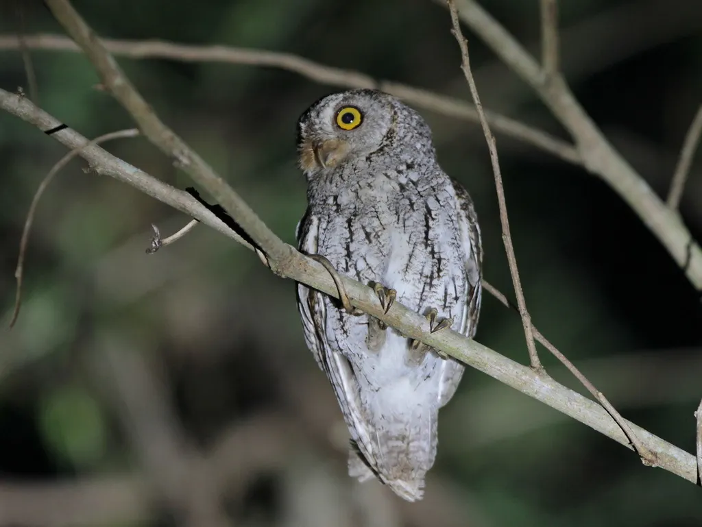 红角鸮(Otus sunia)