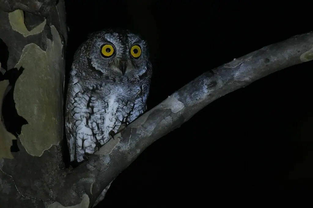 红角鸮(Otus sunia)