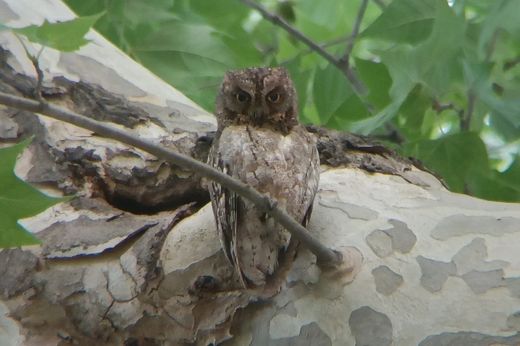 红角鸮(Otus sunia)