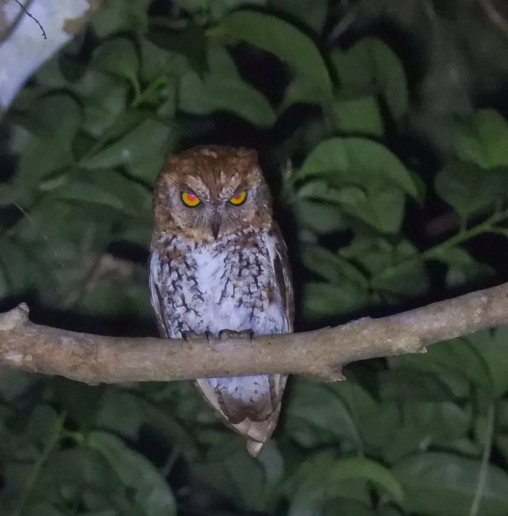 红角鸮(Otus sunia)