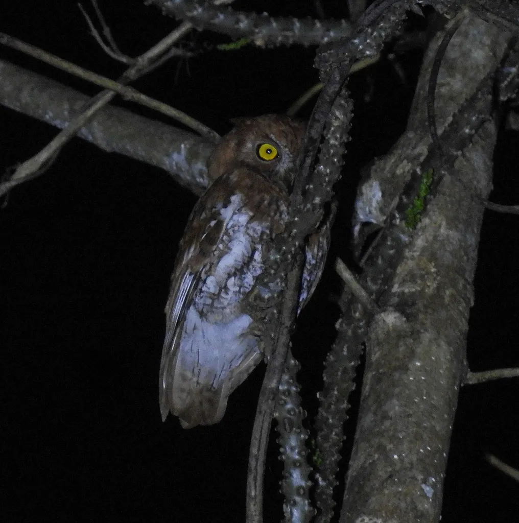 红角鸮(Otus sunia)