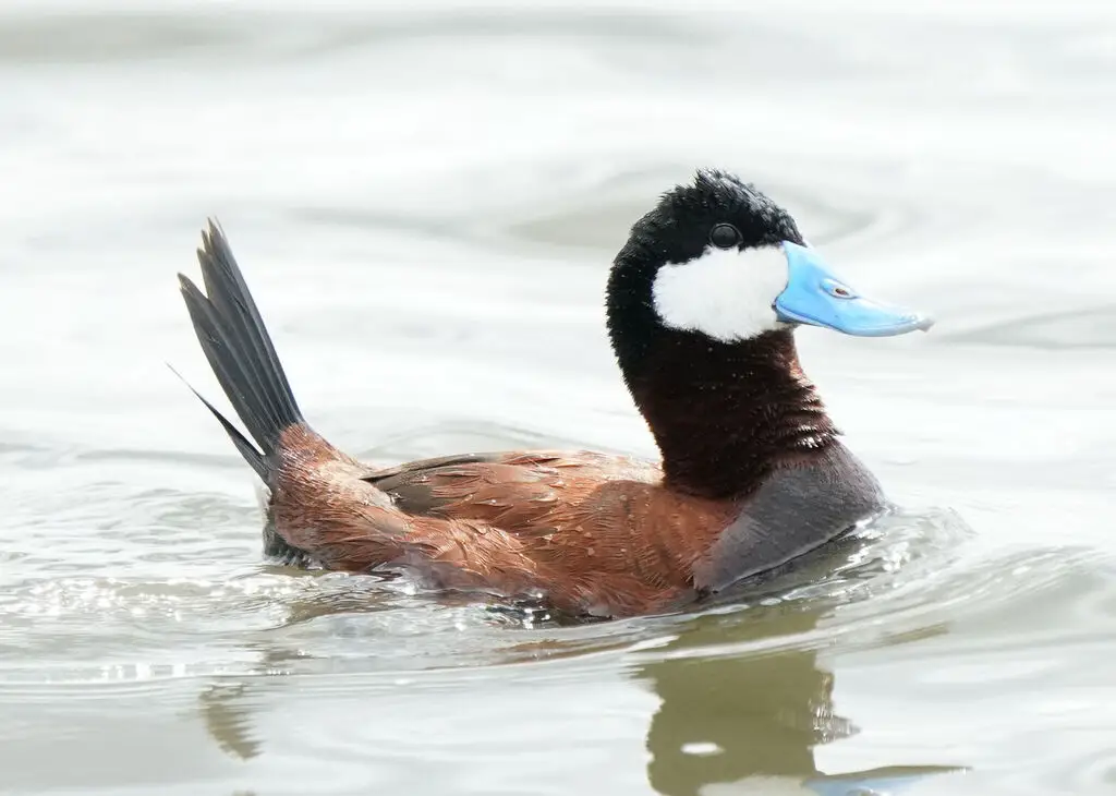 棕硬尾鸭(Oxyura jamaicensis)