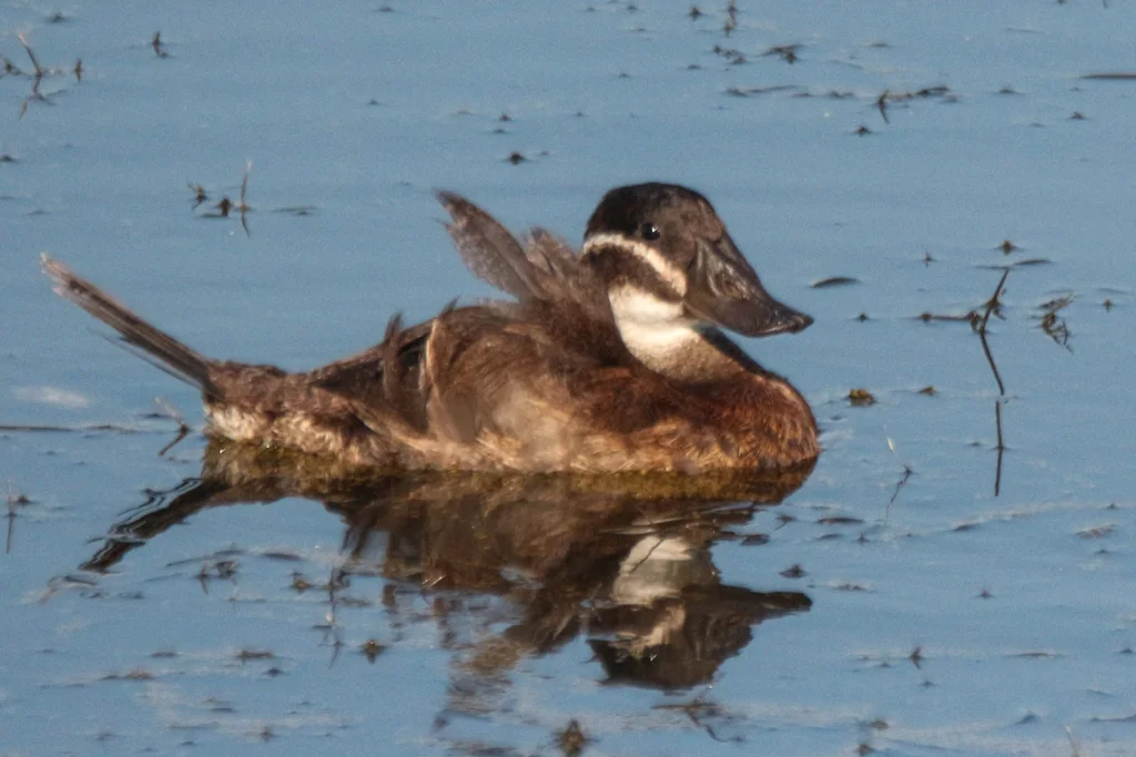 白头硬尾鸭(Oxyura leucocephala)