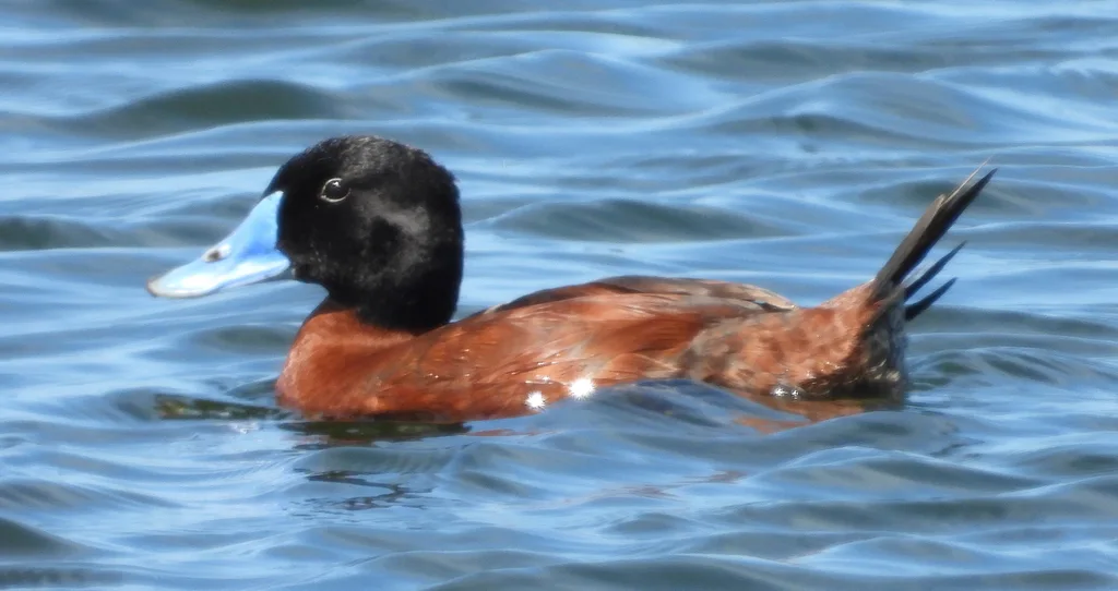 非洲硬尾鸭(Oxyura maccoa)