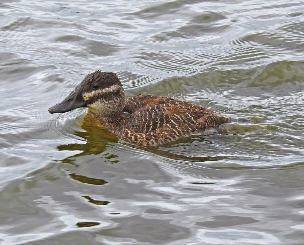 南美硬尾鸭(Oxyura vittata)