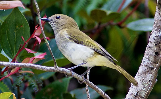 绿背啸鹟(Pachycephala albiventris)