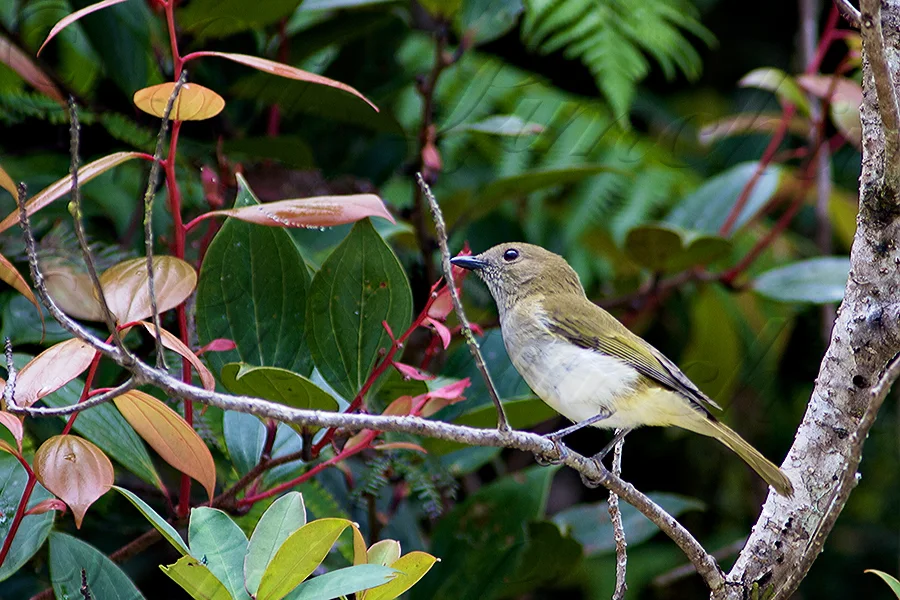 绿背啸鹟(Pachycephala albiventris)