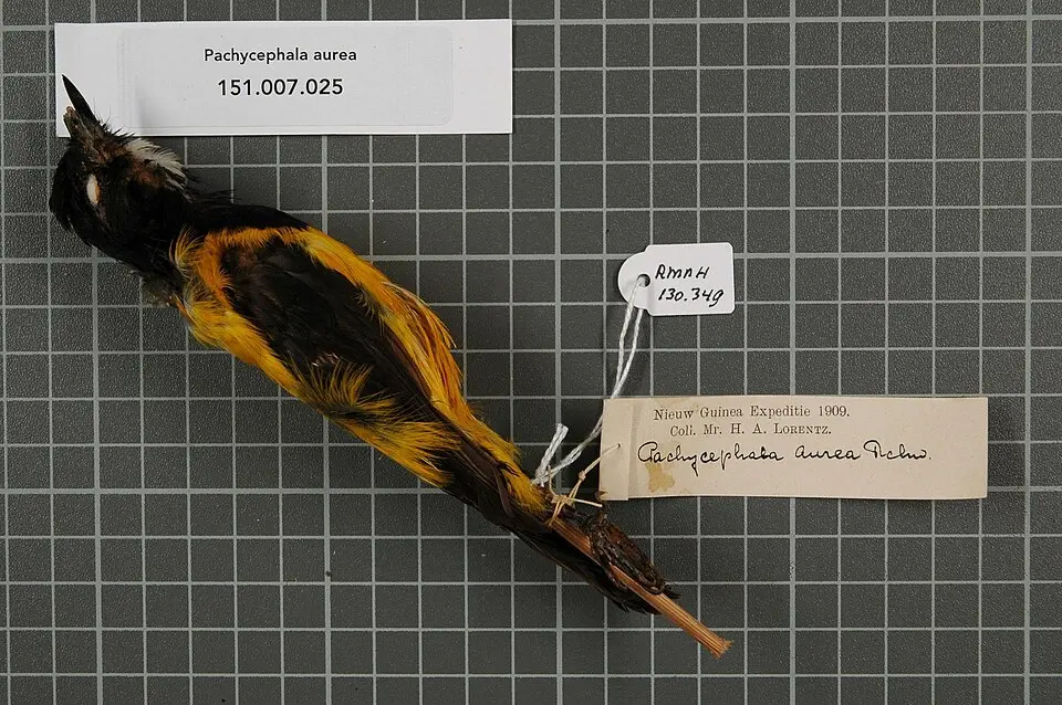 黄背啸鹟(Pachycephala aurea)