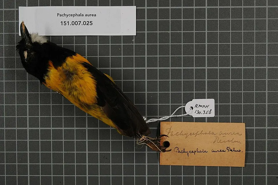 黄背啸鹟(Pachycephala aurea)