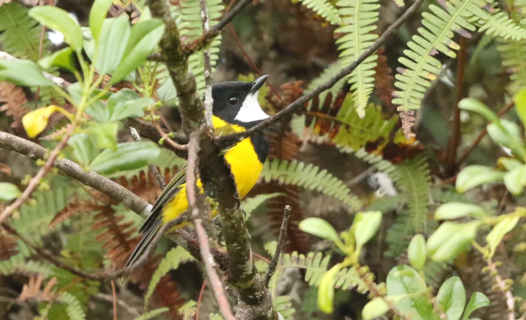 巴列姆啸鹟(Pachycephala balim)