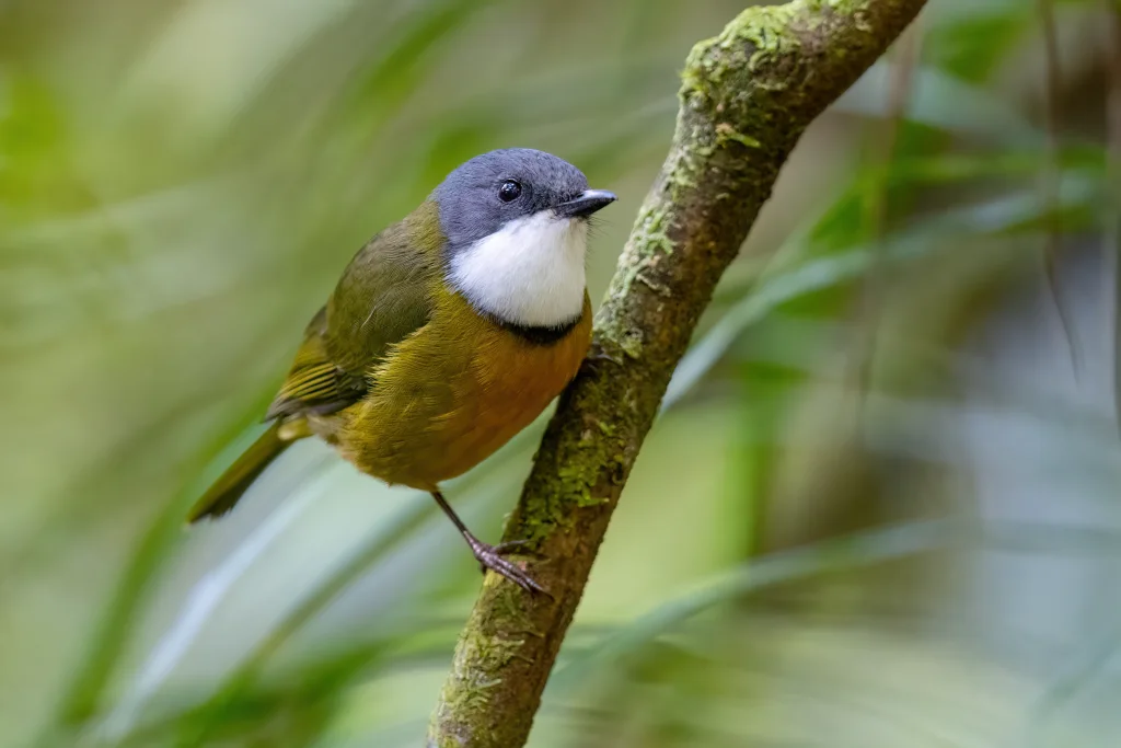 新喀啸鹟(Pachycephala caledonica)