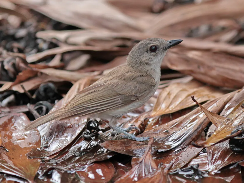 红树啸鹟(Pachycephala cinerea)