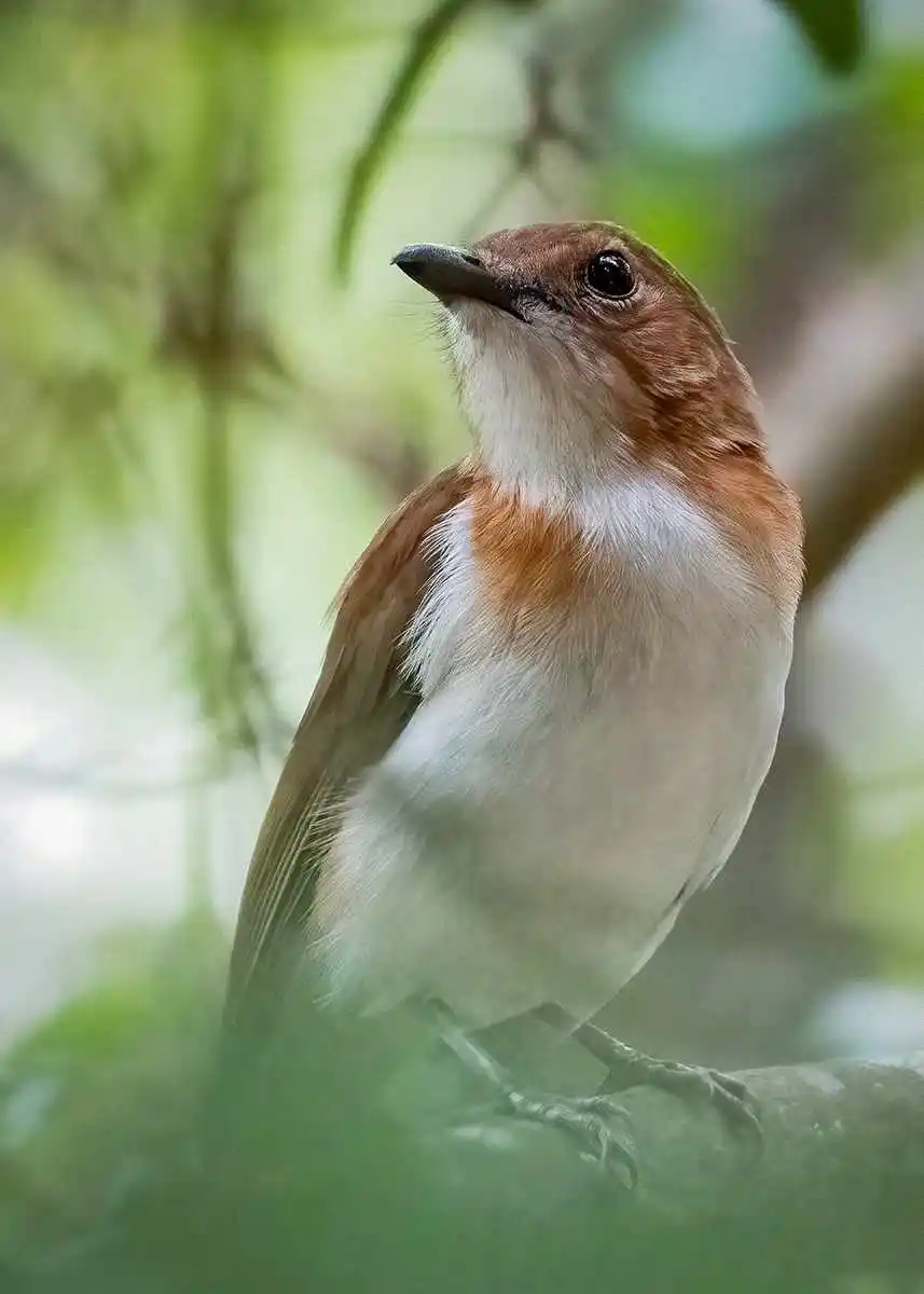 白臀啸鹟(Pachycephala homeyeri)