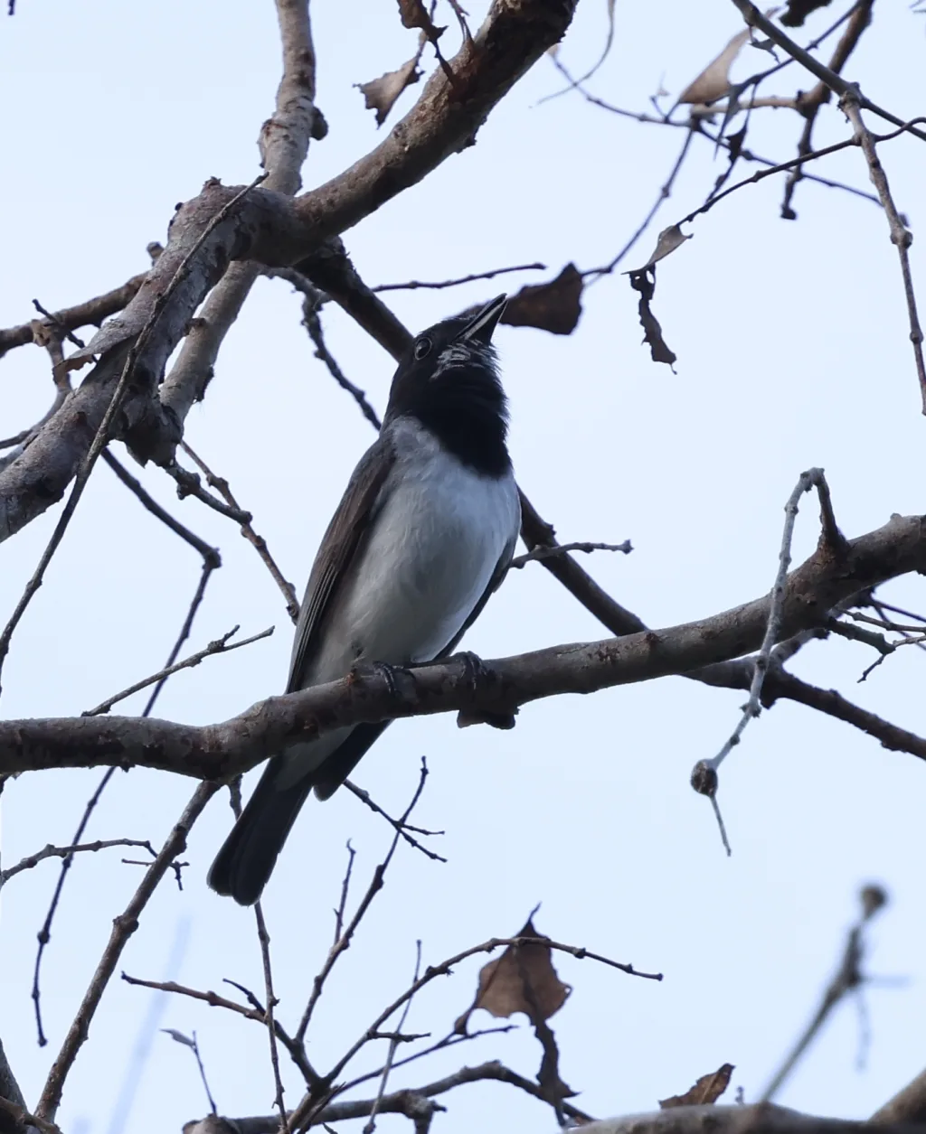 白腹啸鹟(Pachycephala leucogastra)