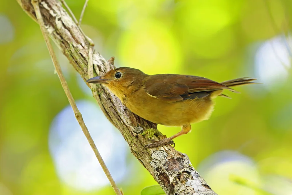 比岛棕鵙鹟(Pachycephala melanorhyncha)