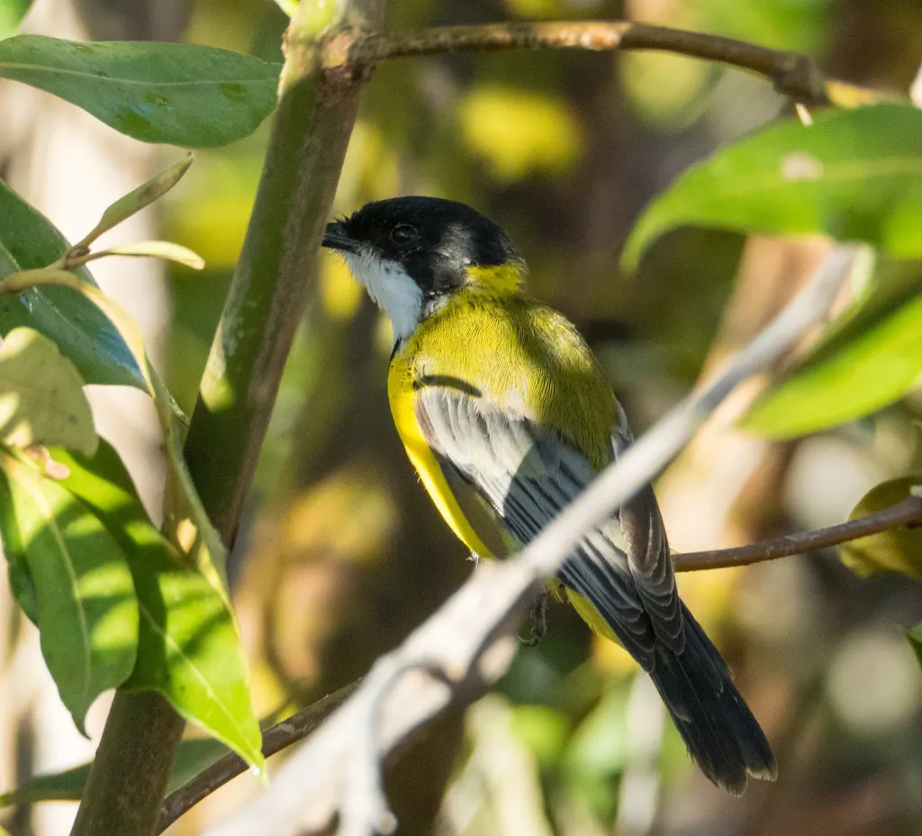 黑尾啸鹟(Pachycephala melanura)