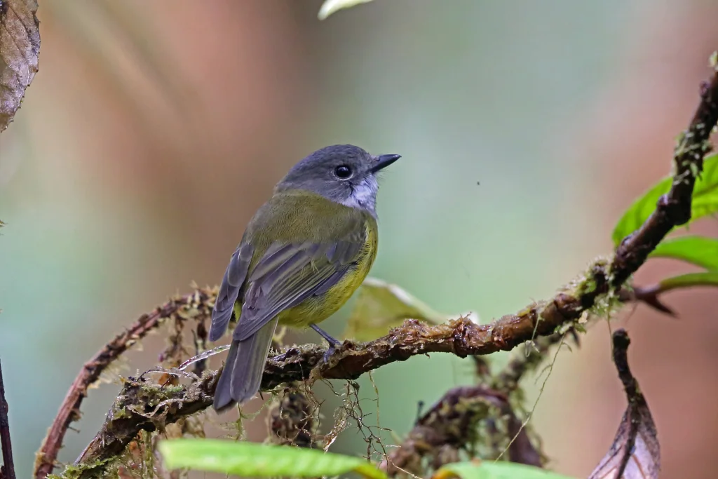 弗格克啸鹟(Pachycephala meyeri)