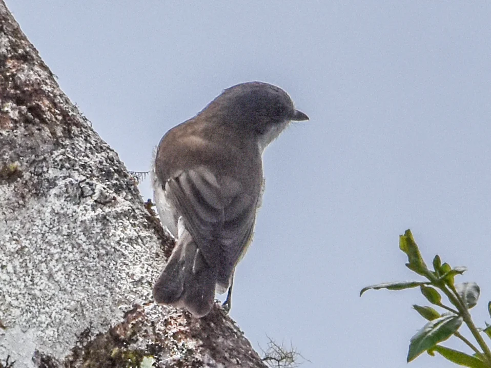 褐背啸鹟(Pachycephala modesta)