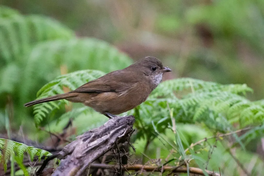 绿啸鹟(Pachycephala olivacea)