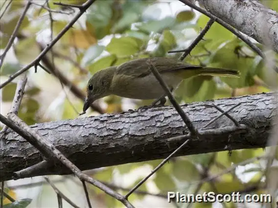 褐胸啸鹟(Pachycephala orpheus)