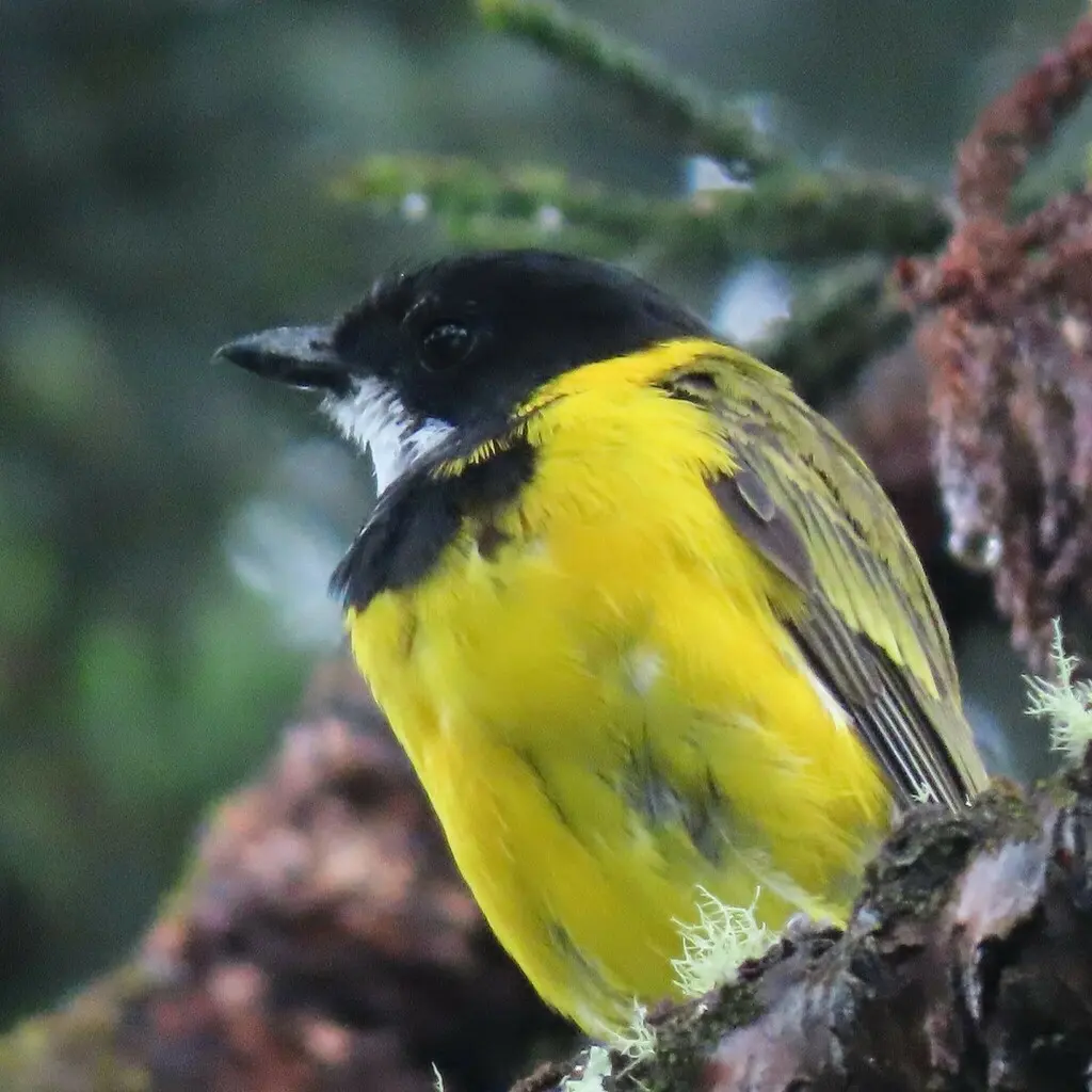 金啸鹟(Pachycephala pectoralis)