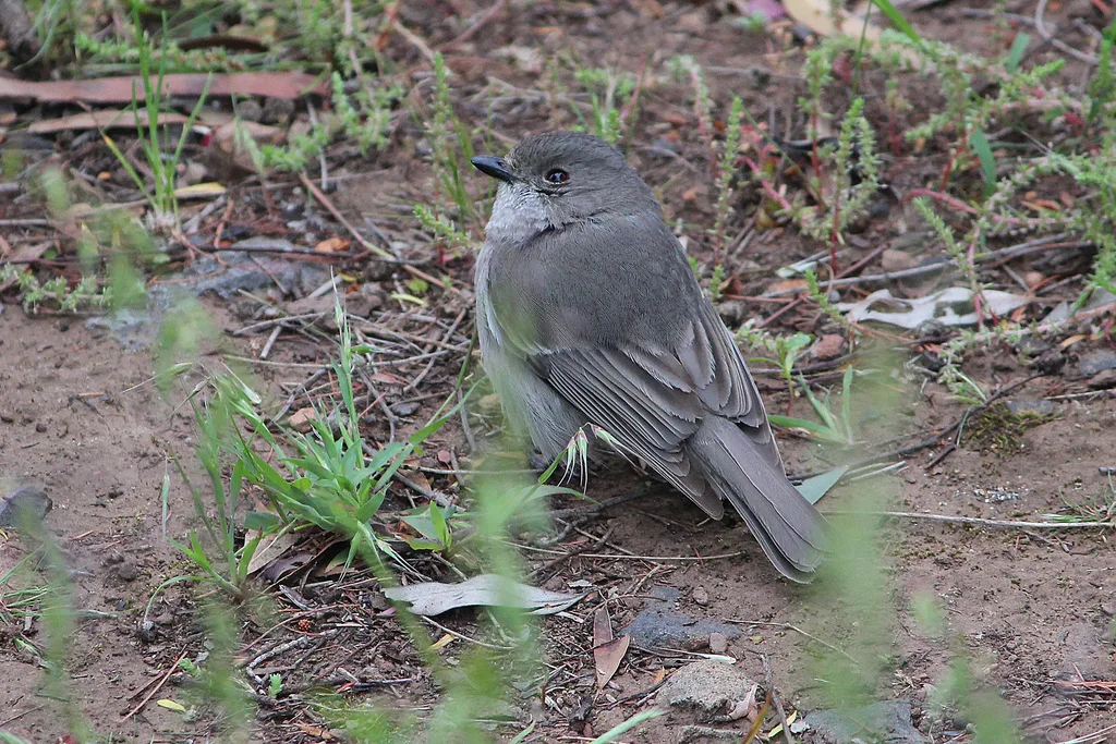 金啸鹟(Pachycephala pectoralis)