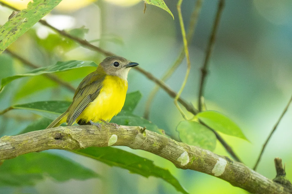 黄腹啸鹟(Pachycephala philippinensis)