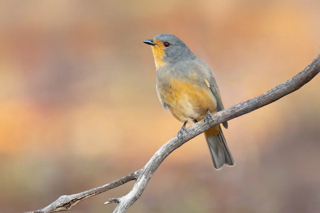 红眼先啸鹟(Pachycephala rufogularis)