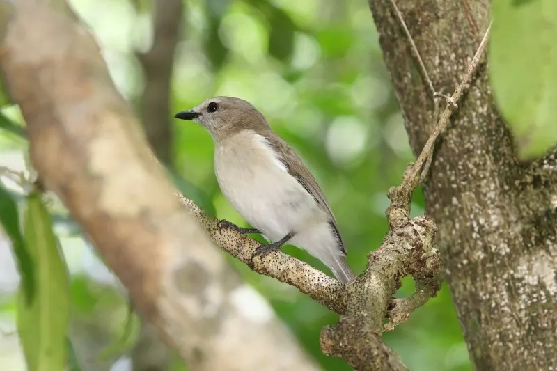 灰啸鹟(Pachycephala simplex)