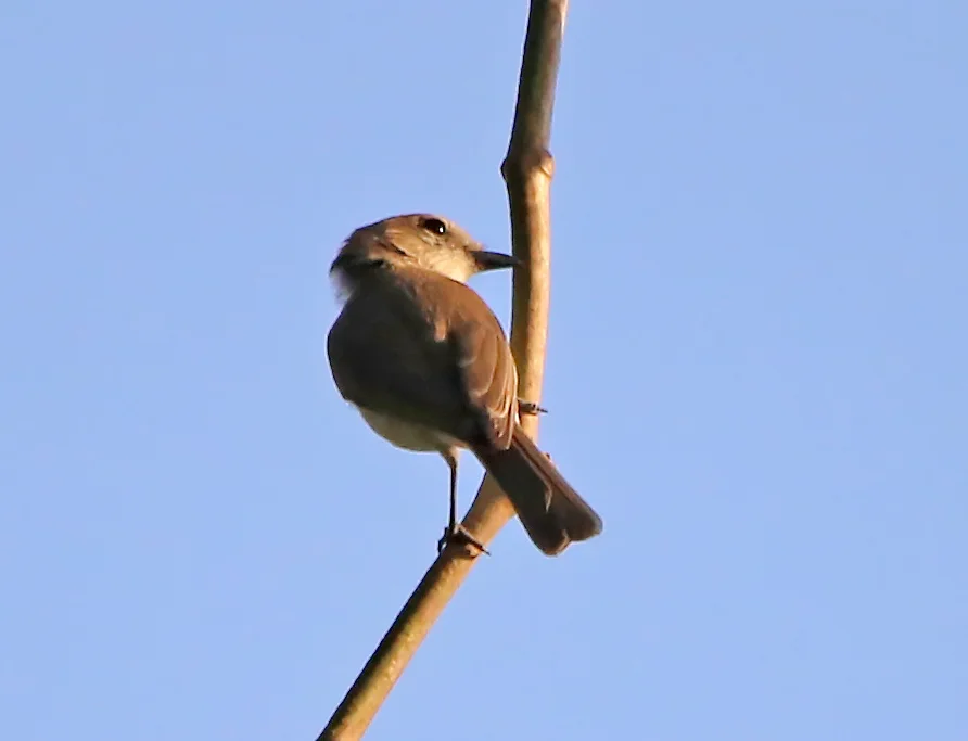 灰啸鹟(Pachycephala simplex)
