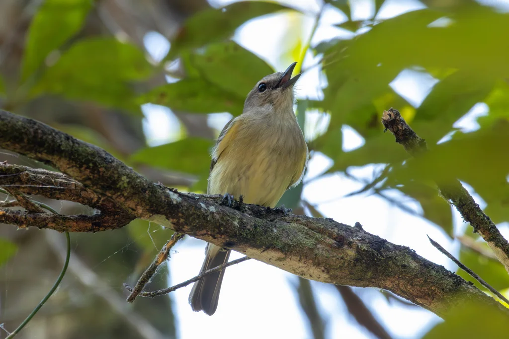 灰啸鹟(Pachycephala simplex)