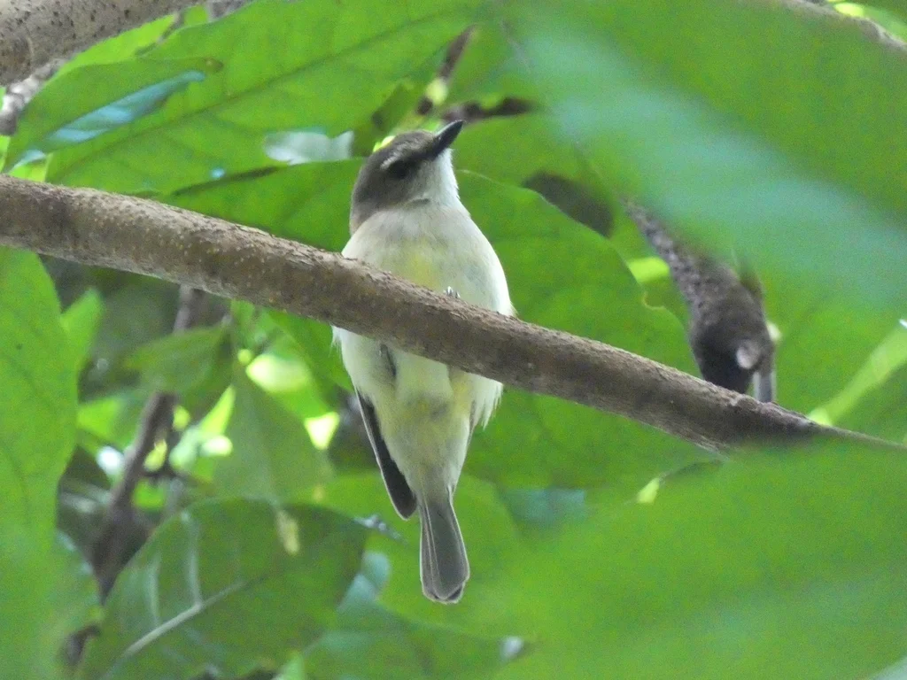 灰啸鹟(Pachycephala simplex)
