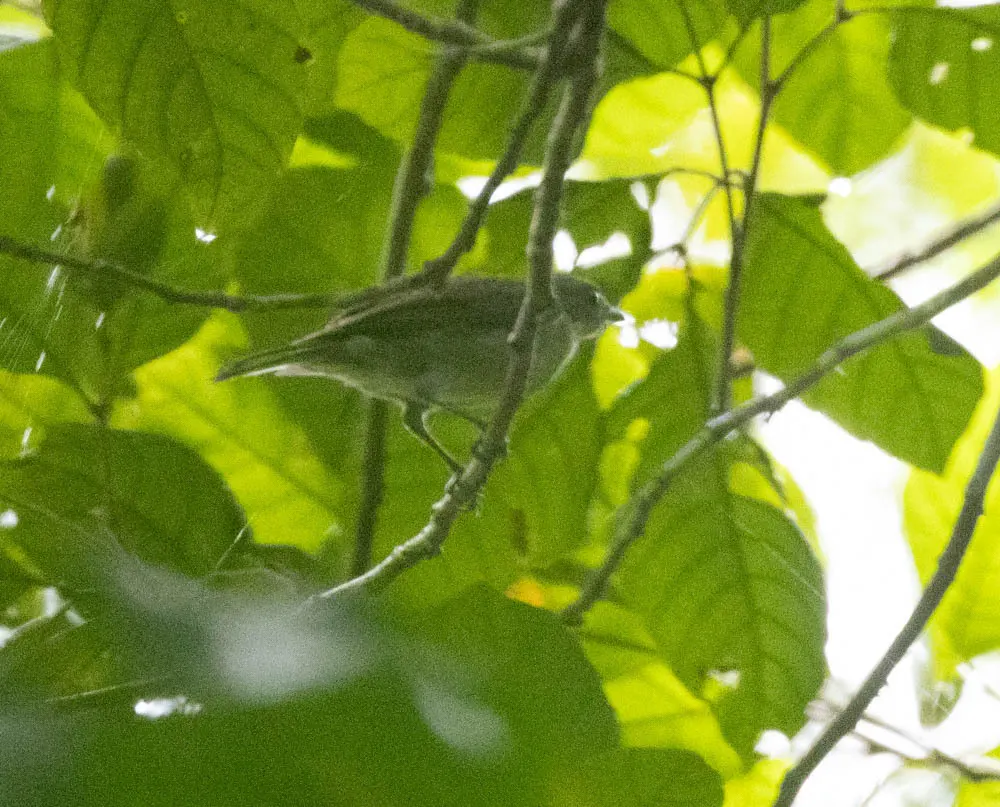 灰啸鹟(Pachycephala simplex)