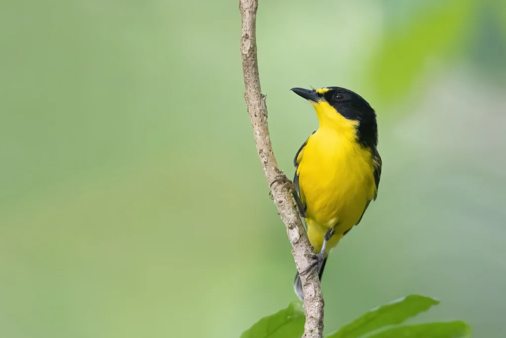 白喉斐济啸鹟(Pachycephala vitiensis)
