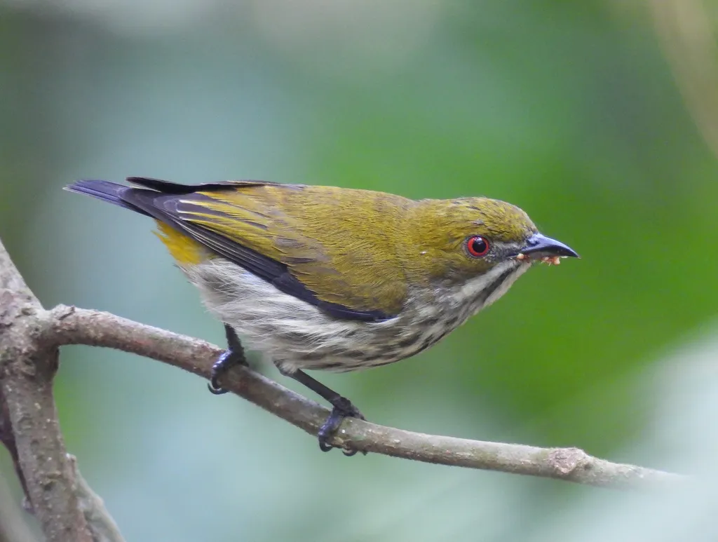 黄臀啄花鸟(Pachyglossa chrysorrhea)