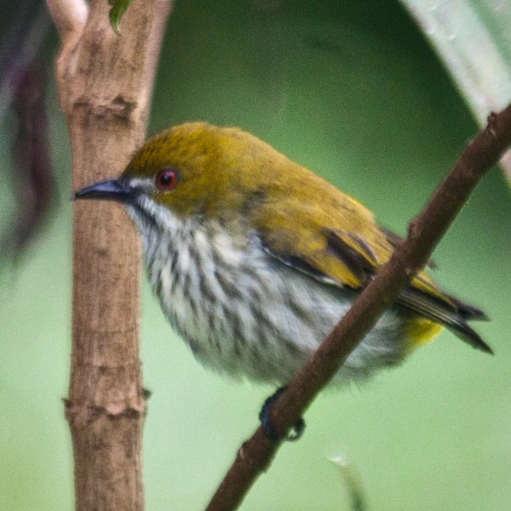 黄臀啄花鸟(Pachyglossa chrysorrhea)