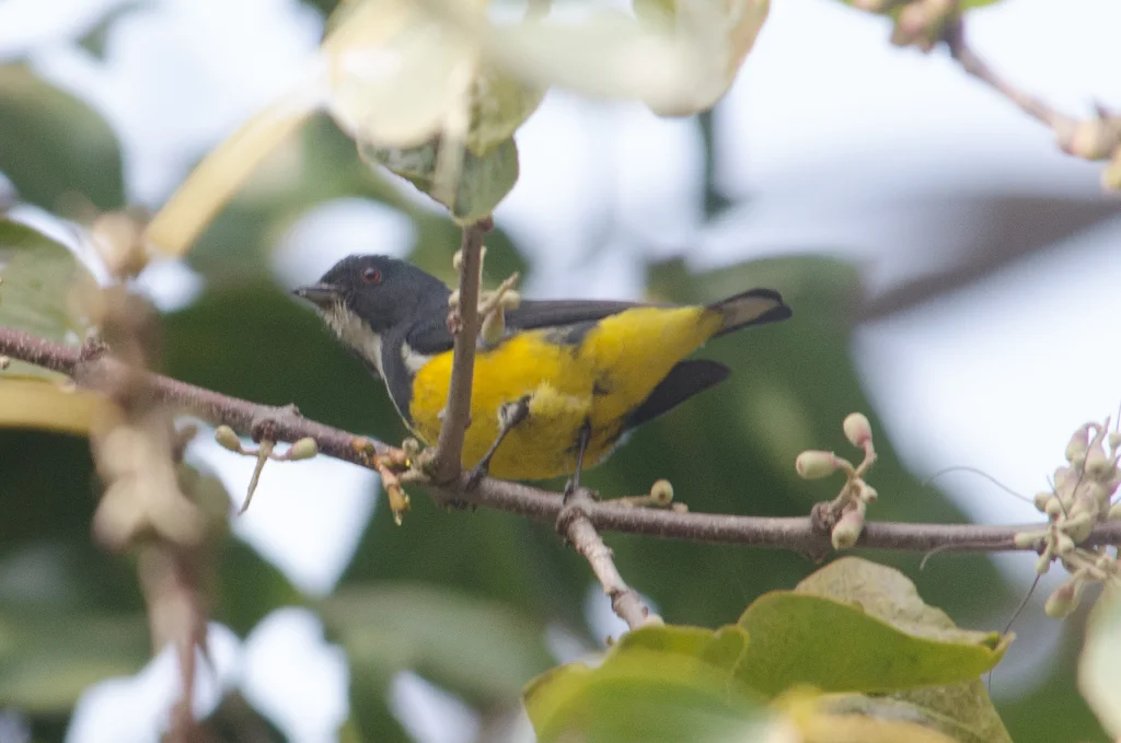 黄腹啄花鸟(Pachyglossa melanozantha)