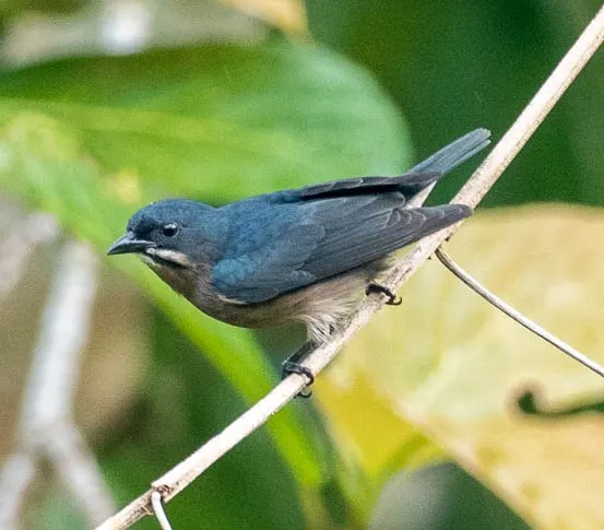 灰胸啄花鸟(Pachyglossa propria)