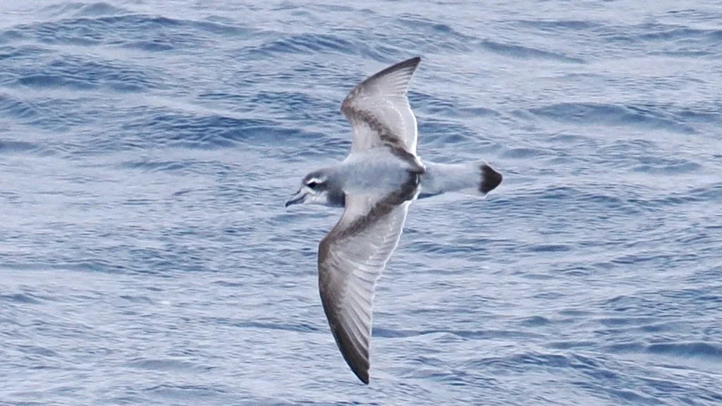鸽锯鹱（Pachyptila desolata）