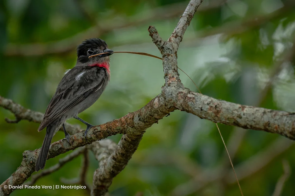 红喉厚嘴霸鹟(Pachyramphus aglaiae)