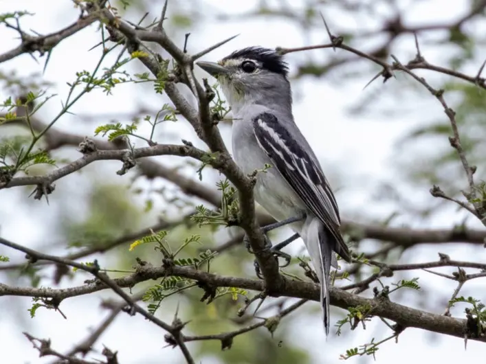黑白厚嘴霸鹟(Pachyramphus albogriseus)