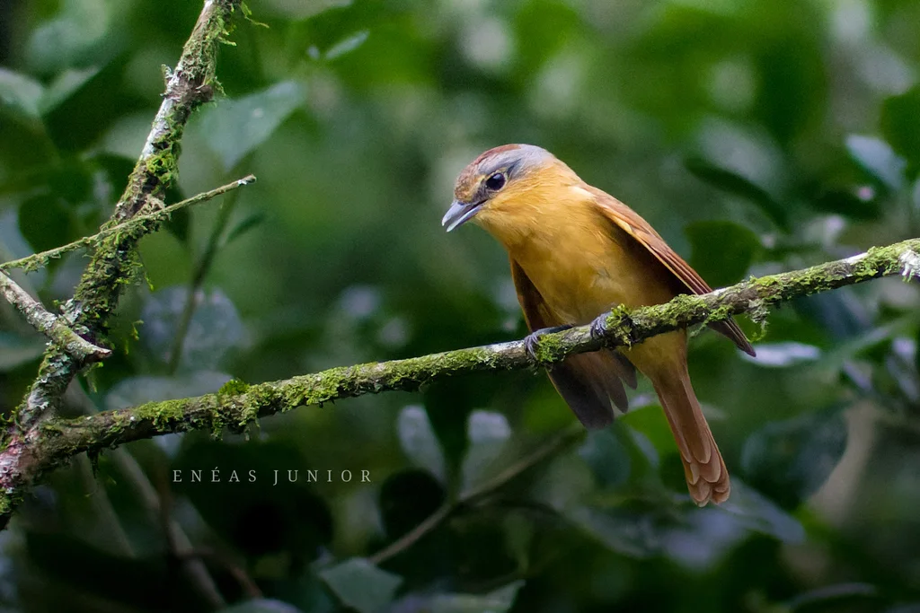 栗顶厚嘴霸鹟（Pachyramphus castaneus）