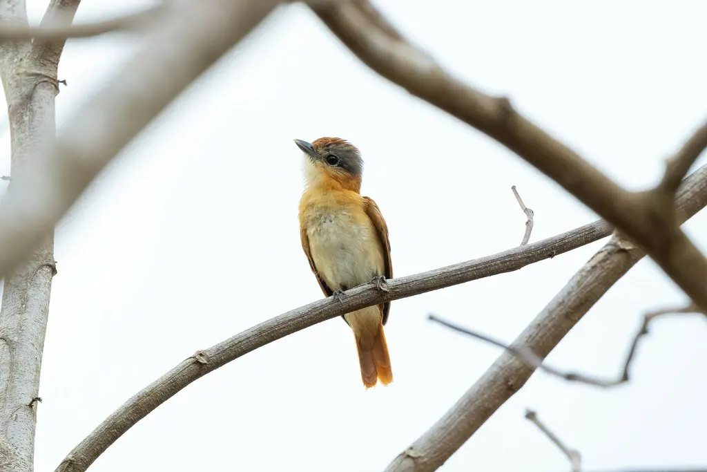栗顶厚嘴霸鹟（Pachyramphus castaneus）