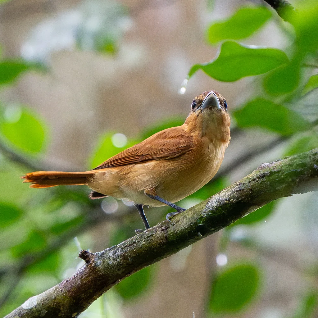 桂红厚嘴霸鹟(Pachyramphus cinnamomeus)