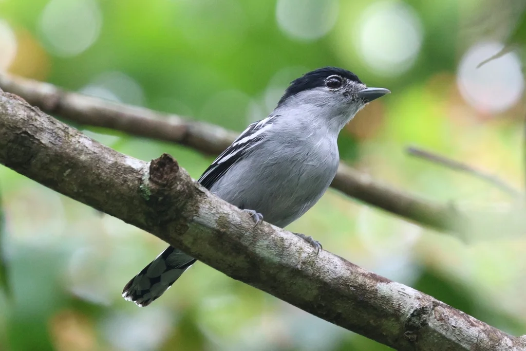 黑顶厚嘴霸鹟(Pachyramphus marginatus)