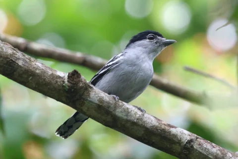 黑顶厚嘴霸鹟