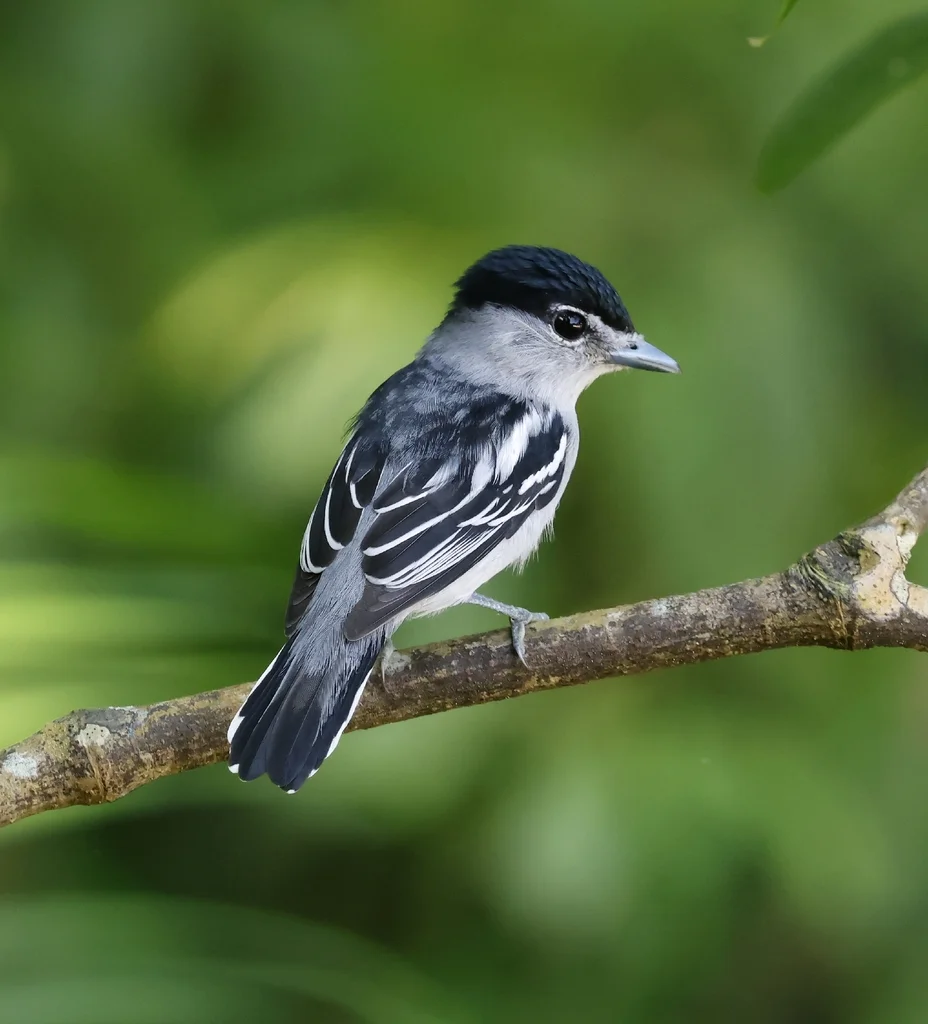 黑顶厚嘴霸鹟(Pachyramphus marginatus)